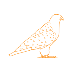 Animals Birds Of Prey Gyrfalcon Digital Sketch Svg Design, Free Vectors File
